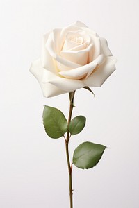 White rose flower petal plant. 