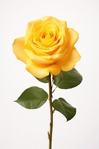 Yellow rose flower petal plant. 