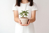 Little girl hand holding potted give windowsill portrait sleeve. 