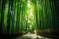 Arashiyama Bamboo forest bamboo landscape outdoors. 