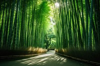 Arashiyama Bamboo forest bamboo landscape outdoors. 