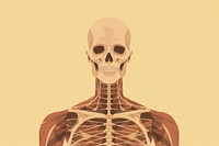 Anatomy portrait skeleton science. 