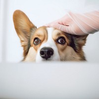 minimal, photo of Veterinarian examines the eyes of a sick corgi dog. 