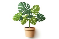 Plant leaf white background houseplant. 