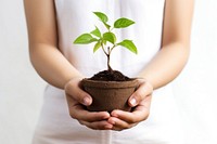 Planting holding leaf hand. 