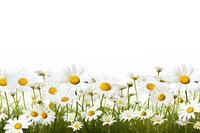 Daisy field landscape outdoors flower. AI generated Image by rawpixel.