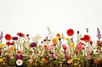 Flower field landscape outdoors blossom. 