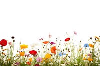 Flower field backgrounds grassland landscape. 