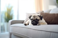 Photo of pug dog lying on a pillow in living room. 