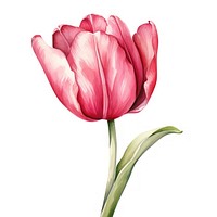 Watercolor flower tulip blossom plant. AI generated Image by rawpixel.
