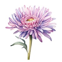 Watercolor flower aster dahlia plant. 