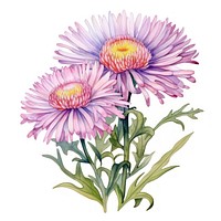 Watercolor flower aster plant daisy. 