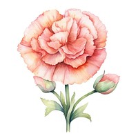 Watercolor flower carnation plant rose. AI generated Image by rawpixel.