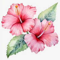 Watercolor flower hibiscus plant inflorescence. AI generated Image by rawpixel.