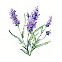 Watercolor flower lavender blossom plant. 