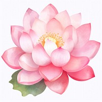 Watercolor flower dahlia petal plant. AI generated Image by rawpixel.