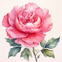 Watercolor flower plant peony rose. 