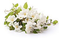 White jasmine flower blossom plant. AI generated Image by rawpixel.