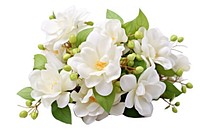 White jasmine flower blossom plant. 