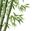 Bamboo backgrounds plant white background.