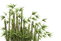 Bamboo plant white background freshness.