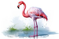 Flamingo flamingo animal bird. 