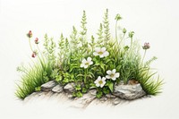 Alpines plant flower white herbs. 