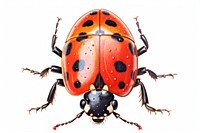 Ladybug animal insect white background. 