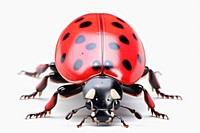 Ladybug animal insect white background. 