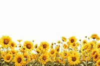 Sunflower field backgrounds outdoors nature. 