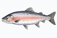 Salmon fish animal trout white background. 