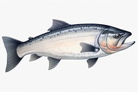 Salmon fish animal white background seafood. 