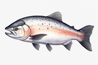 Salmon fish animal trout white background. AI generated Image by rawpixel.