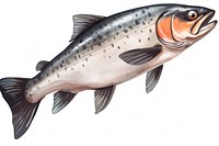 Salmon fish animal trout white background. 