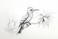 Tropical bird drawing sketch animal. 