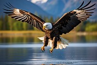 Eagle hunting animal flying bird