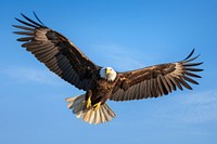 Bald eagle animal flying bird. 