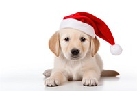 Christmas puppy mammal animal pet. AI generated Image by rawpixel.