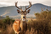 Deer wildlife animal mammal. AI generated Image by rawpixel.