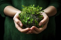 Hand gardening holding nature. 