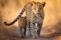 Leopard wildlife cheetah savanna. 