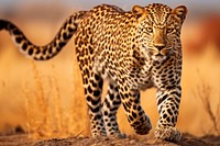 Leopard walking wildlife cheetah savanna. 