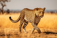 Leopard walking wildlife cheetah savanna. AI generated Image by rawpixel.