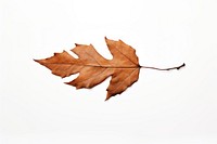 Leave leaves plant leaf. AI generated Image by rawpixel.