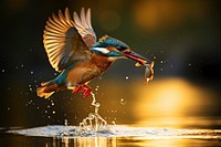 Kingfisher Flying flying kingfisher animal. 