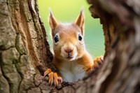 Red squirrel peeking animal rodent mammal. 