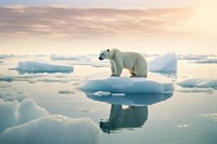 Polar Bear bear ice wildlife. 