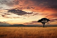 Savanna grassland savanna landscape. 