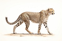 Cheetah wildlife drawing animal. AI generated Image by rawpixel.