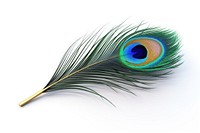 Feather peacock animal bird